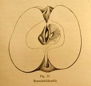 C. Matthiesen illustration af Brændekildeæble